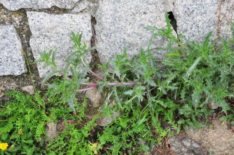 Carlina corymbosa